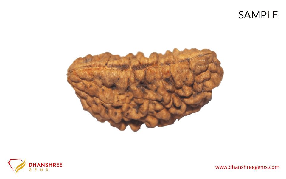 1 Mukhi Rudraksha