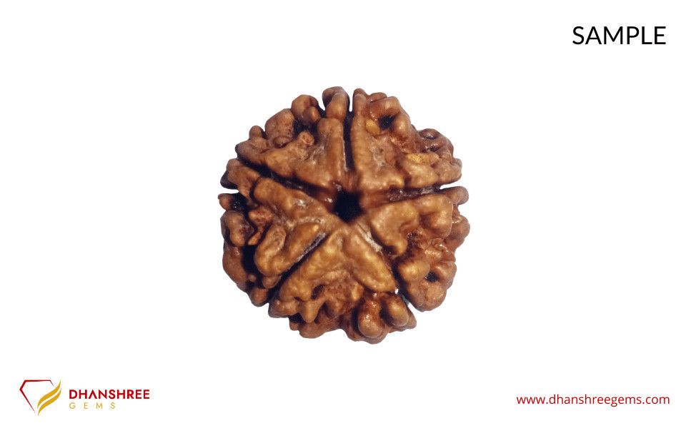 5 Mukhi Rudraksha