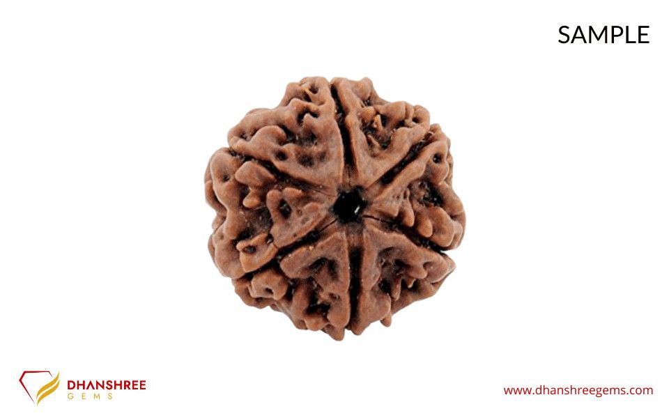 6 Mukhi Rudraksha