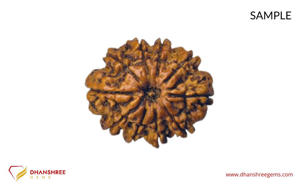 10 Mukhi Rudraksha