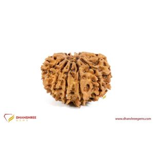 15 Mukhi Rudraksha - front view